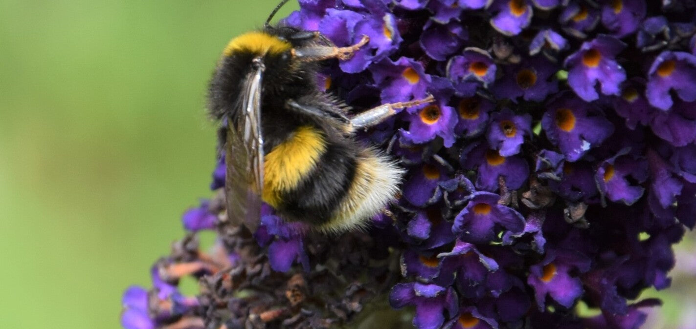 10 interesting facts about Bees