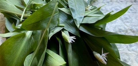 Foraged Wild Garlic