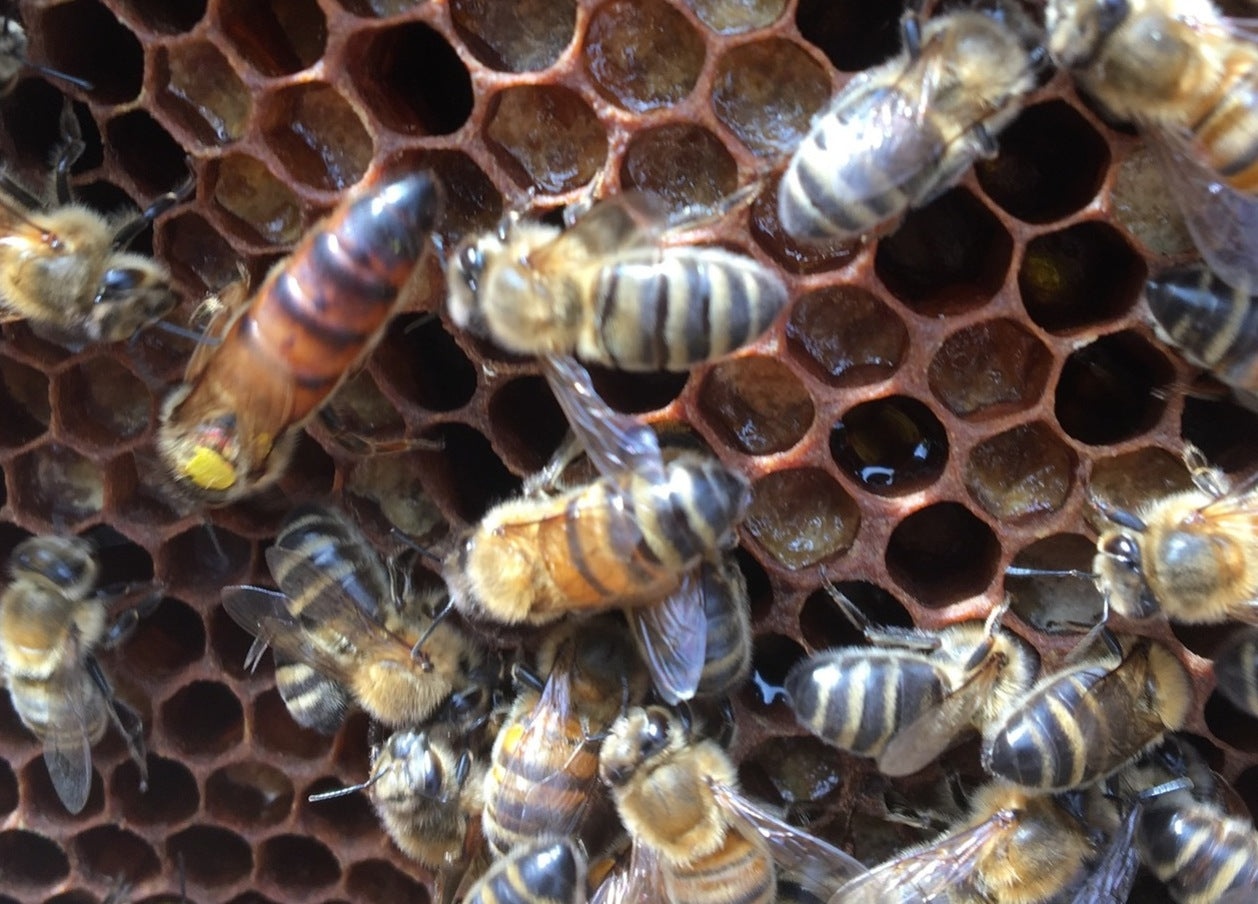 The magic of Beeswax